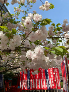 難波神社内、博労稲荷の八重桜